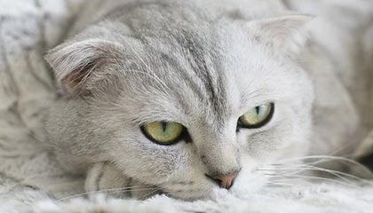 乒乓球混合团体世界杯 国乒8-4德国队收获7连胜